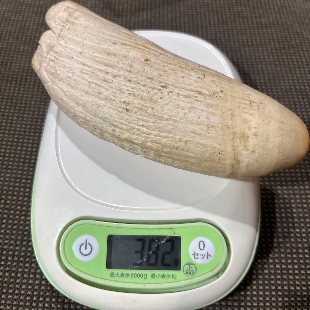 鯨の歯　3本