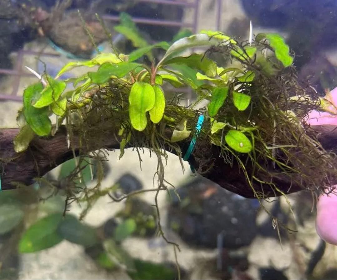 ブセファランドラspSWシンタン群生