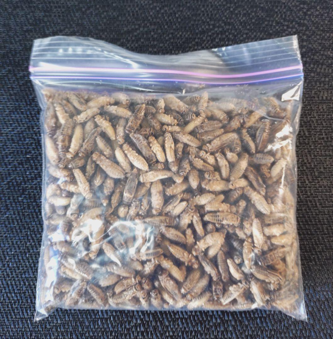 送料無料　冷凍イエコML〜Ｌ1キロ