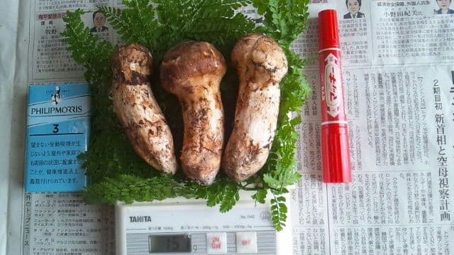 山形県産 松茸 国産 マツタケ まつたけ 松茸専門販売採取その15