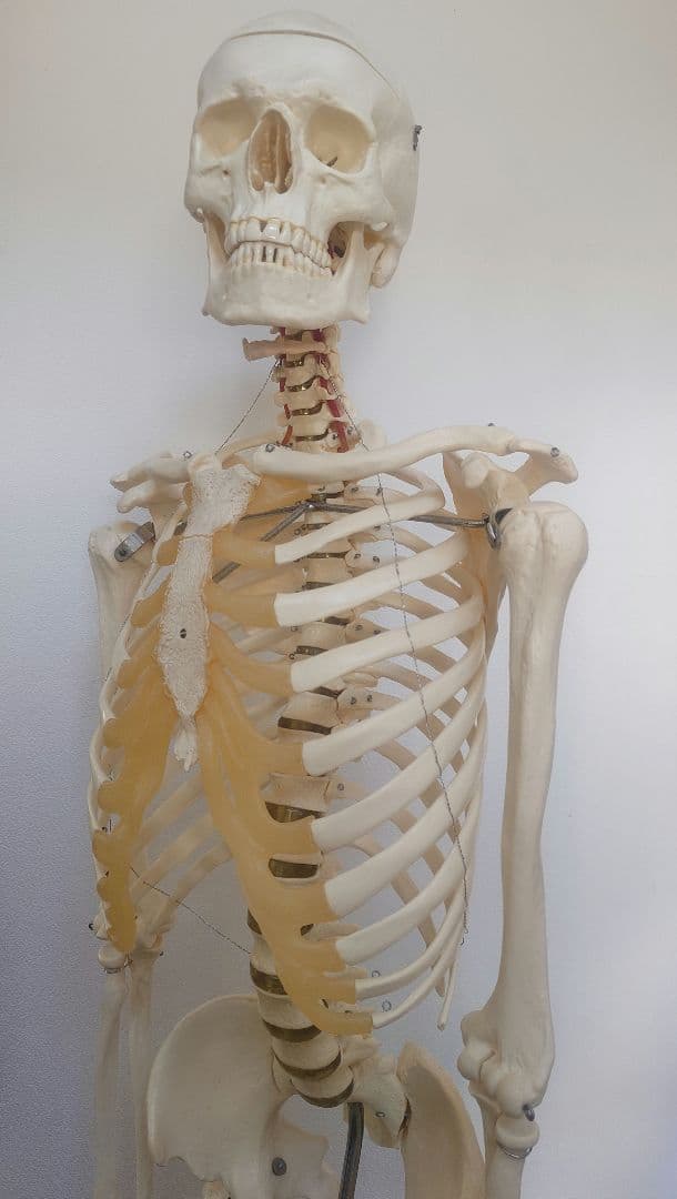 【京都滋賀直接】ソムソ社全身模型可動式170cm人体模型ドイツキャスター付き