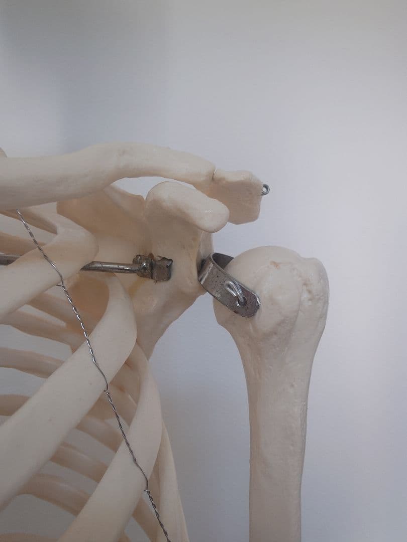 【京都滋賀直接】ソムソ社全身模型可動式170cm人体模型ドイツキャスター付き