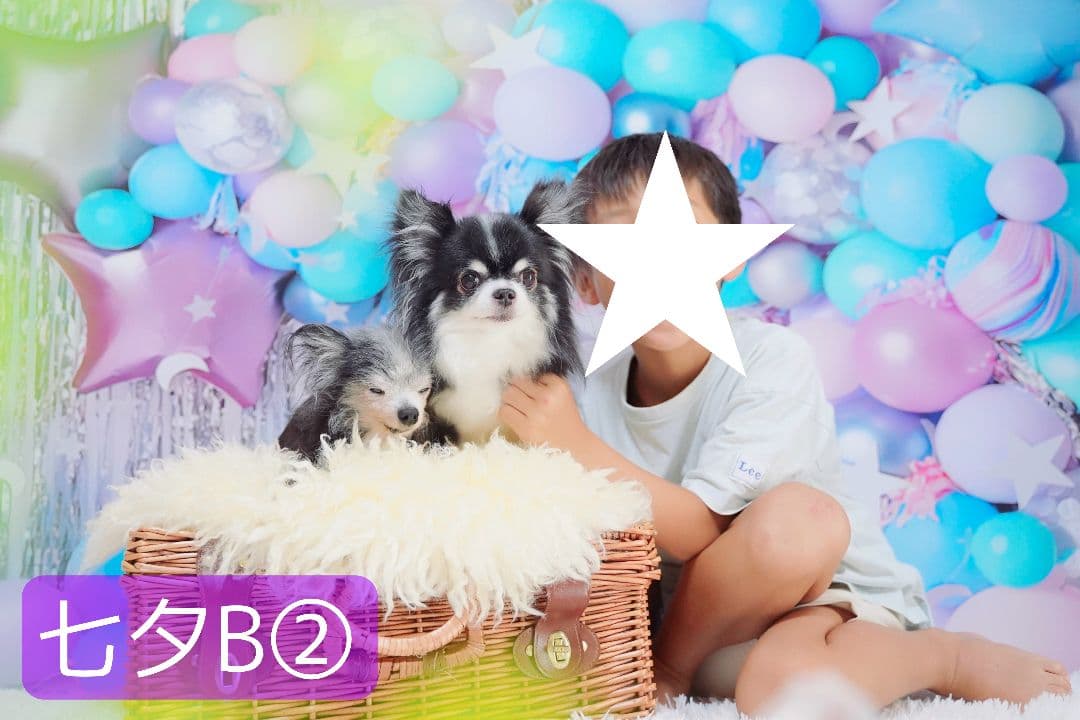 背景布　夏BB➃　ペット撮影用フォトブース　トリミングチョーカー販売中　縦長