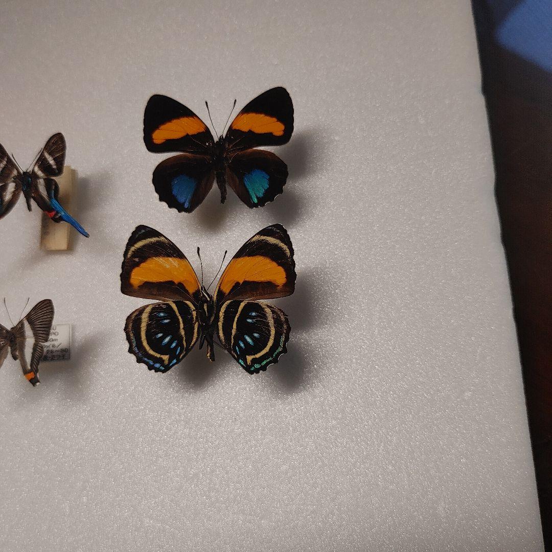 シジミタテハ「5種」