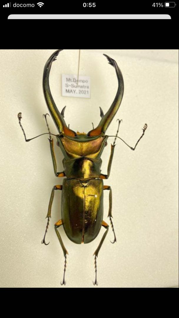 エラフスホソアカクワガタ♂標本