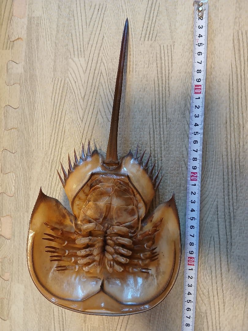 野生　カブトガニ脱皮殻　約35センチ