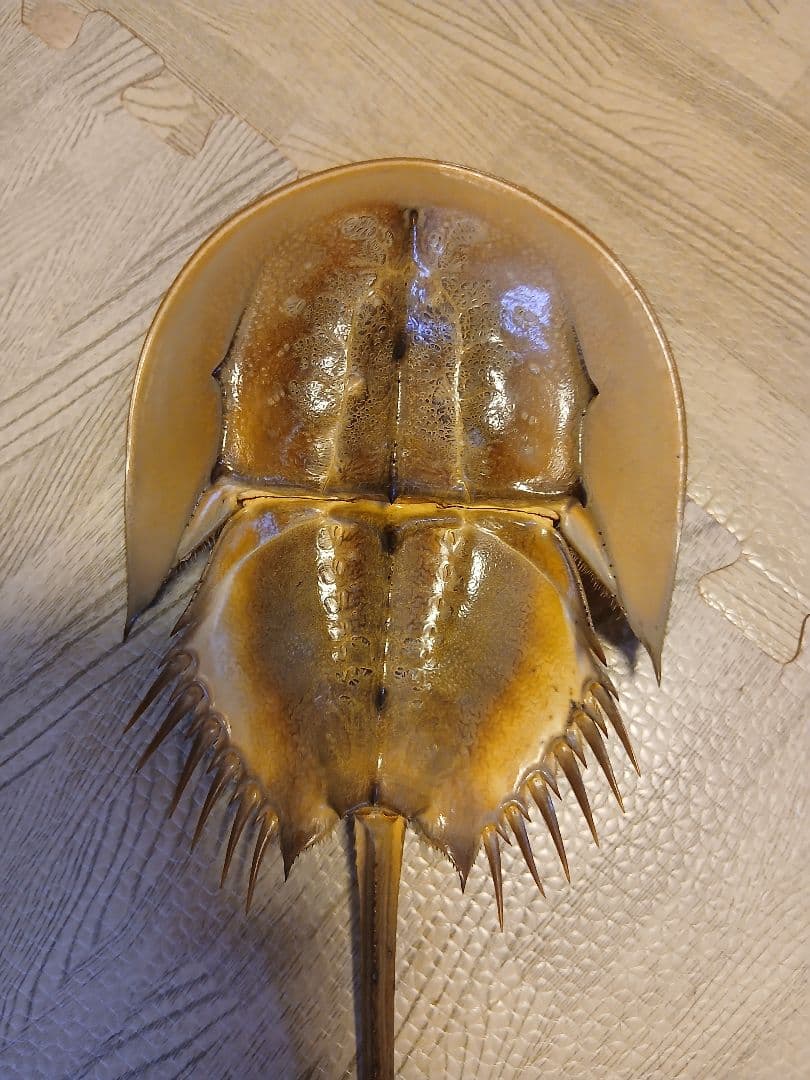 野生　カブトガニ脱皮殻　約35センチ