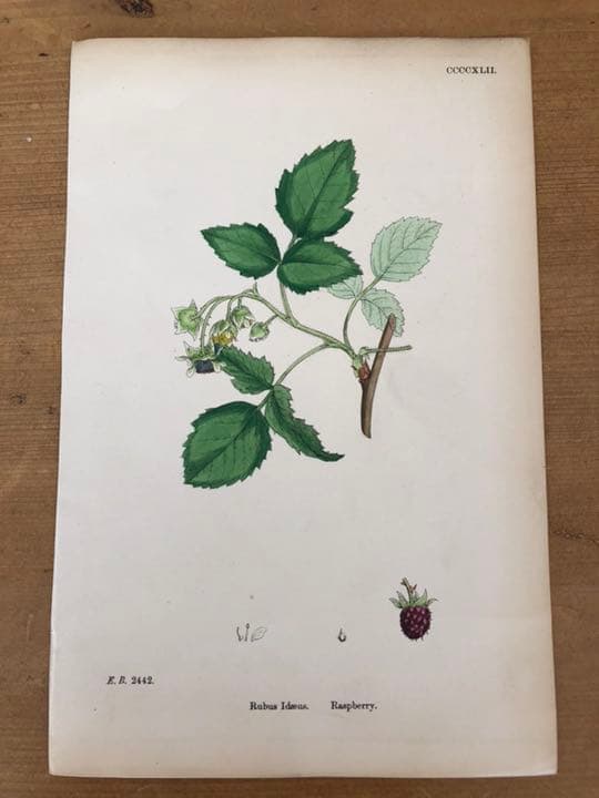 アンティーク ボタニカルアート