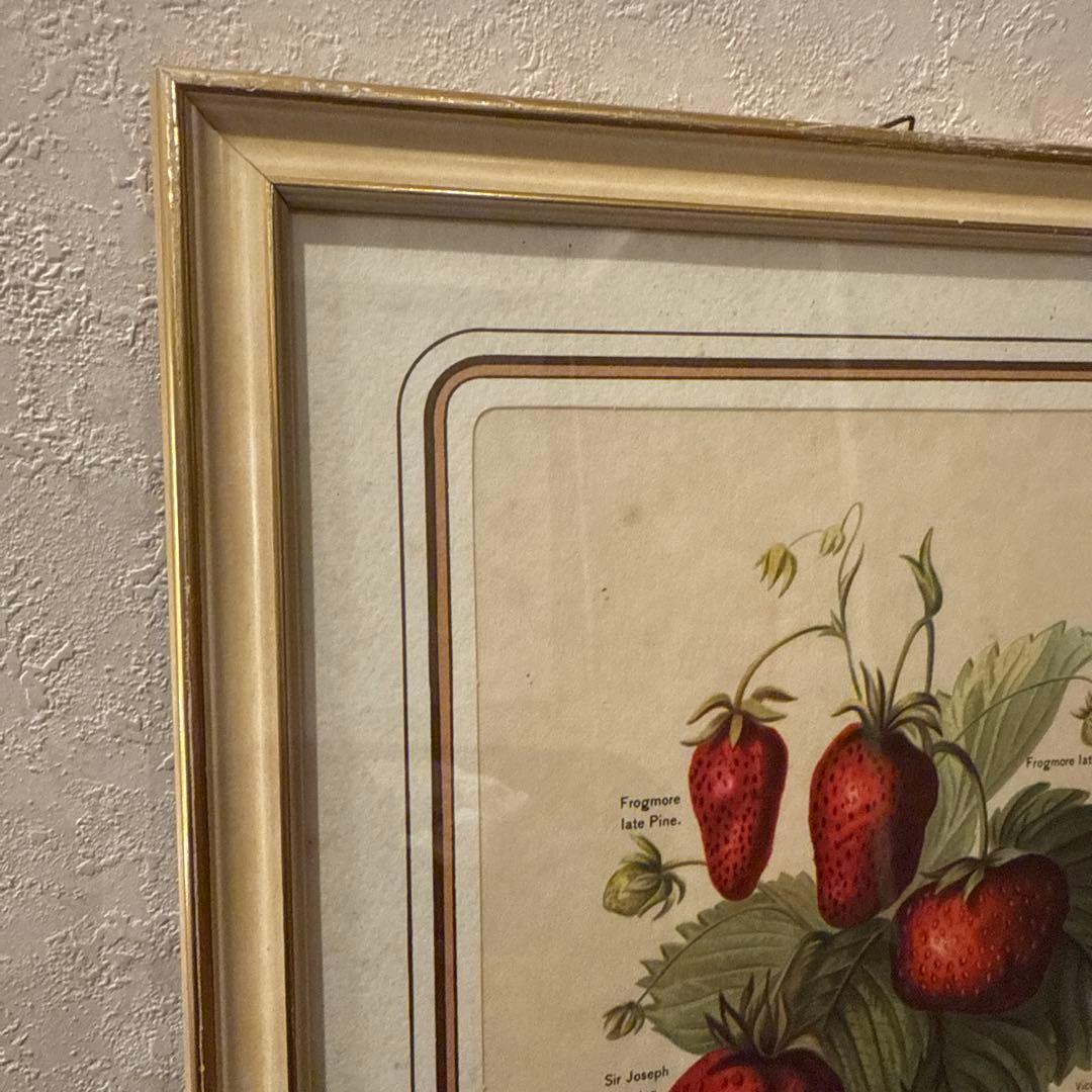 イタリア製アンティークボタニカル額絵