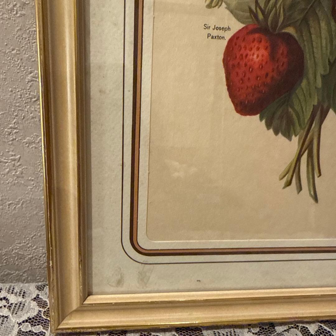 イタリア製アンティークボタニカル額絵