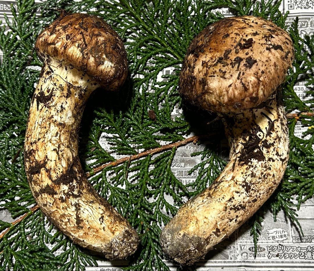 ☆信州産松茸☆今現在約200グラム☆まつたけ☆クール便送料着払い☆国産松茸☆G☆