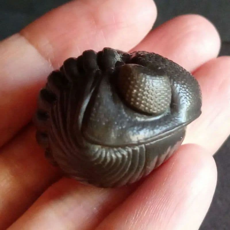 USA　三葉虫　エルドレドゲオスプ　33mm