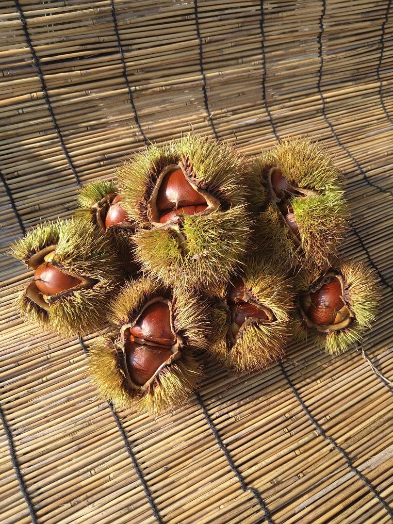 ⭕あっちゃん ❗　格安❗京都府丹波産 無農薬 丹波栗❗ミックス5kg詰め❗