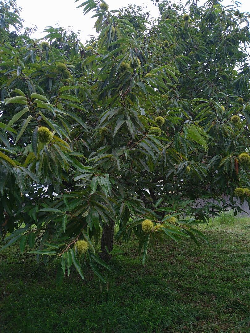 ⭕あっちゃん ❗　格安❗京都府丹波産 無農薬 丹波栗❗ミックス5kg詰め❗