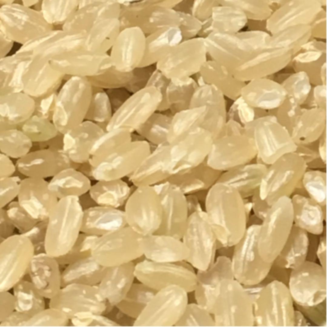 完全通年農薬不使用　令和7年度産うるち米こしひかり玄米　10kg