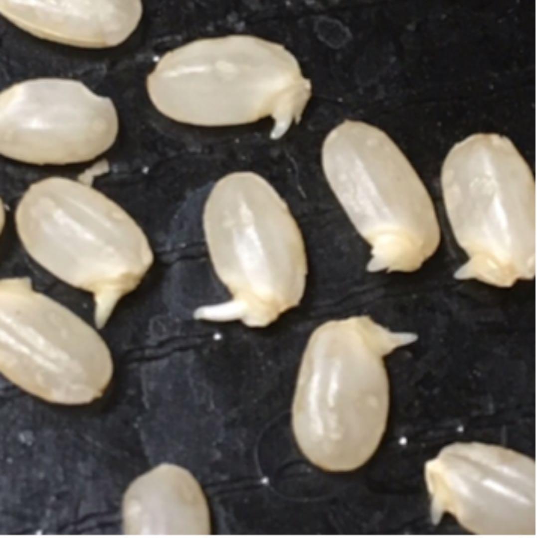 完全通年農薬不使用　令和7年度産うるち米こしひかり玄米　10kg