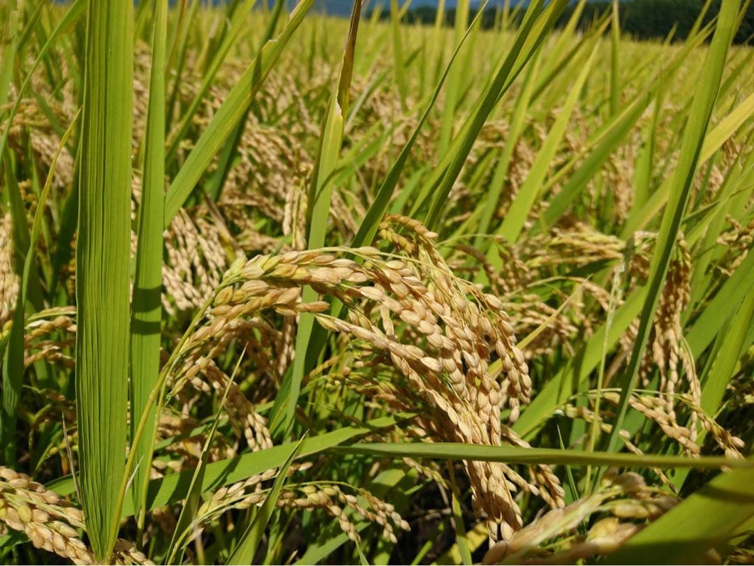 完全通年農薬不使用　令和7年度産うるち米こしひかり玄米　10kg