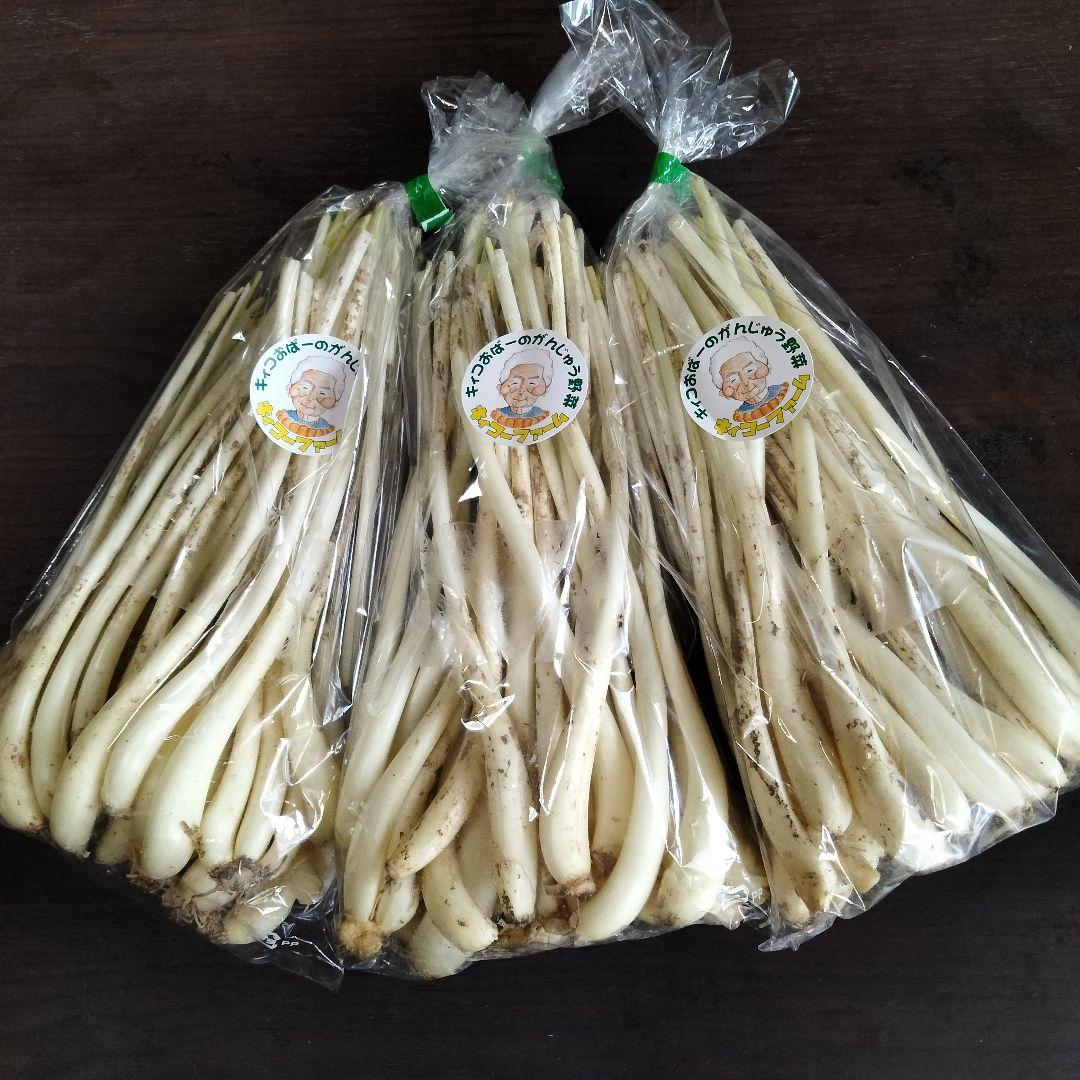 〈直売所コスパ最強〉沖縄県産Ｋおばーの島らっきょう 約８kg【常温便】④