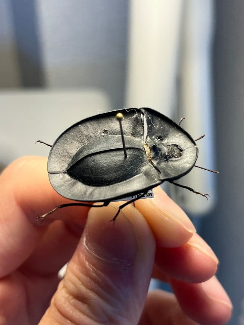 【31mm】パイザラゴミムシ 巨大 昆虫標本 標本 甲虫 オサムシ ハンミョウ