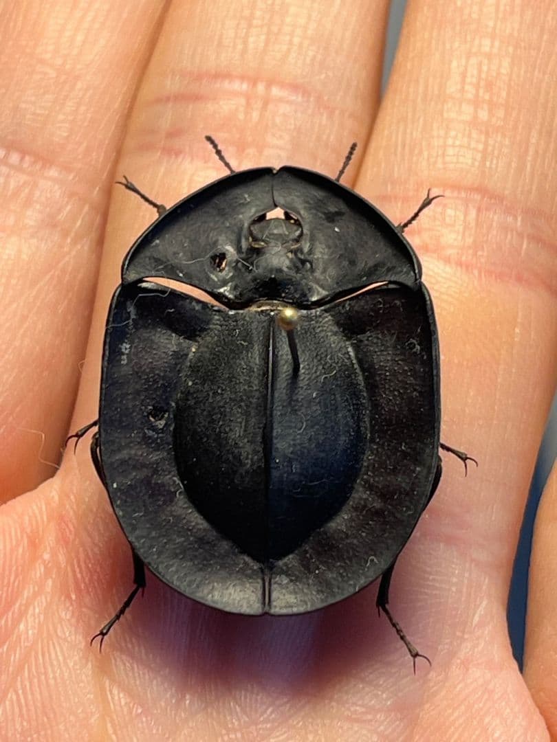 【31mm】パイザラゴミムシ 巨大 昆虫標本 標本 甲虫 オサムシ ハンミョウ