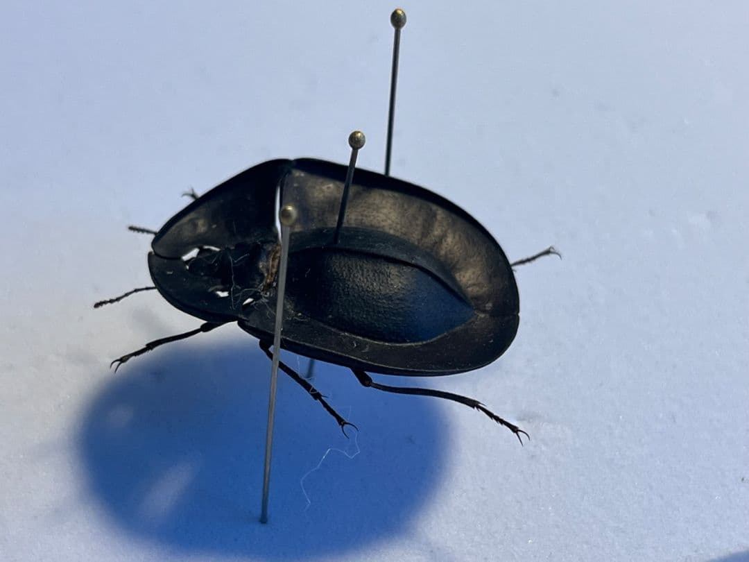 【31mm】パイザラゴミムシ 巨大 昆虫標本 標本 甲虫 オサムシ ハンミョウ