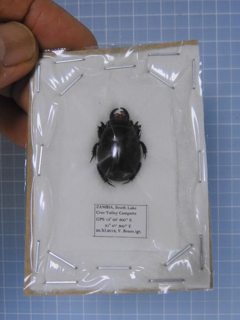 Zambia Histeridae　21mm