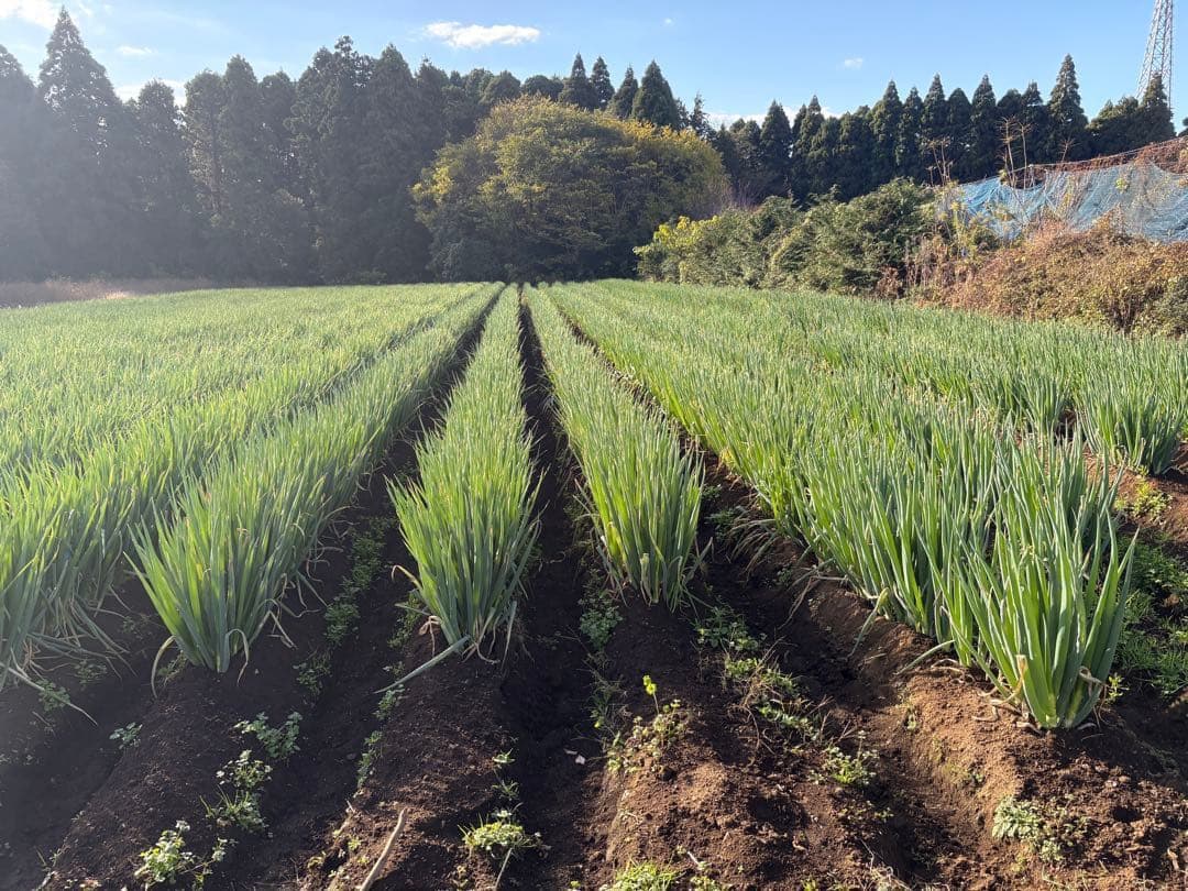 【大容量特価!!】白ネギ 約20kg(約200本) 千葉県東金市産 201