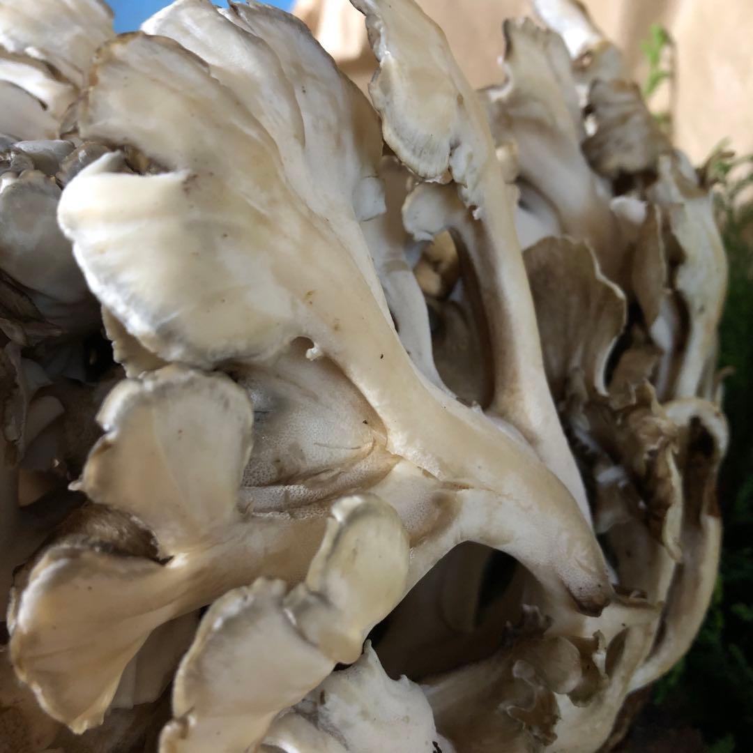 ①天然舞茸　1.9キロ