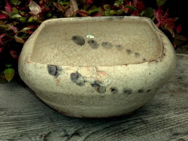 ♥絵志野　鉢　木箱付き　志野　建水　骨董品