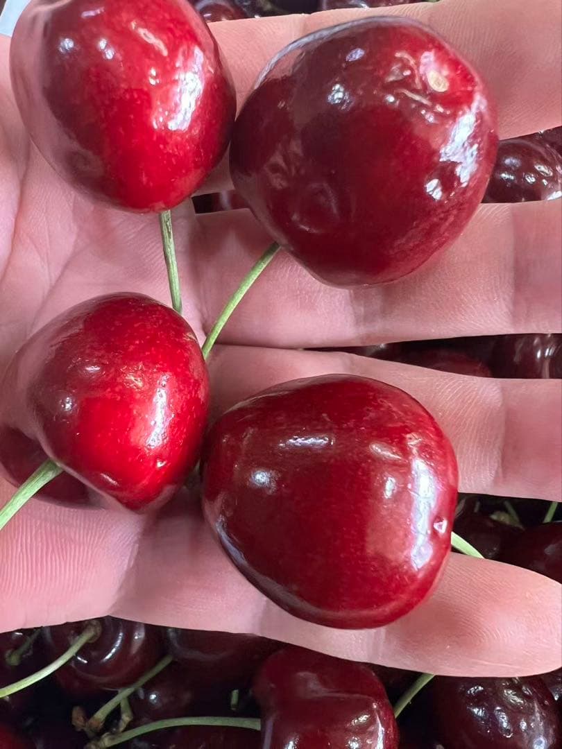 オーストラリア産チェリー5kg 大号