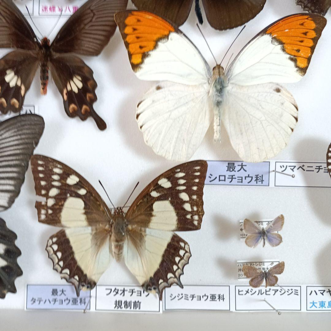 ３/17まで掲載：日本の稀少蝶 地域特産種・局地発生（亜）種