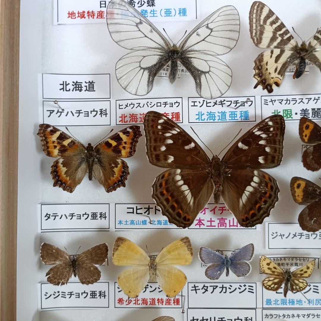 ３/17まで掲載：日本の稀少蝶 地域特産種・局地発生（亜）種