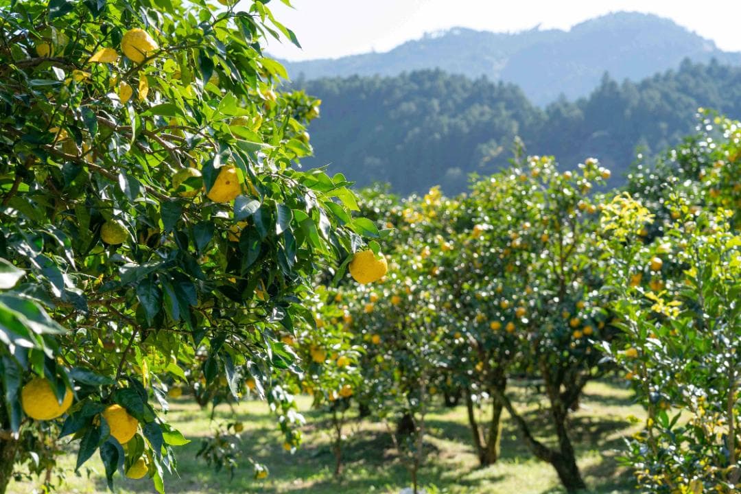 高知県北川村産本柚子約20kg　農薬：栽培期間中不使用