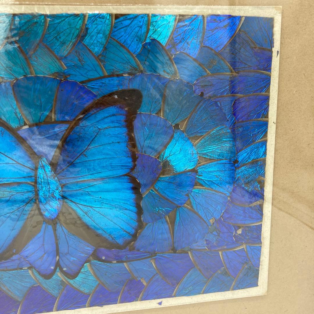 【レア】　モルフォ蝶　標本　アート 美術　芸術　昆虫　チョウ　ブルー