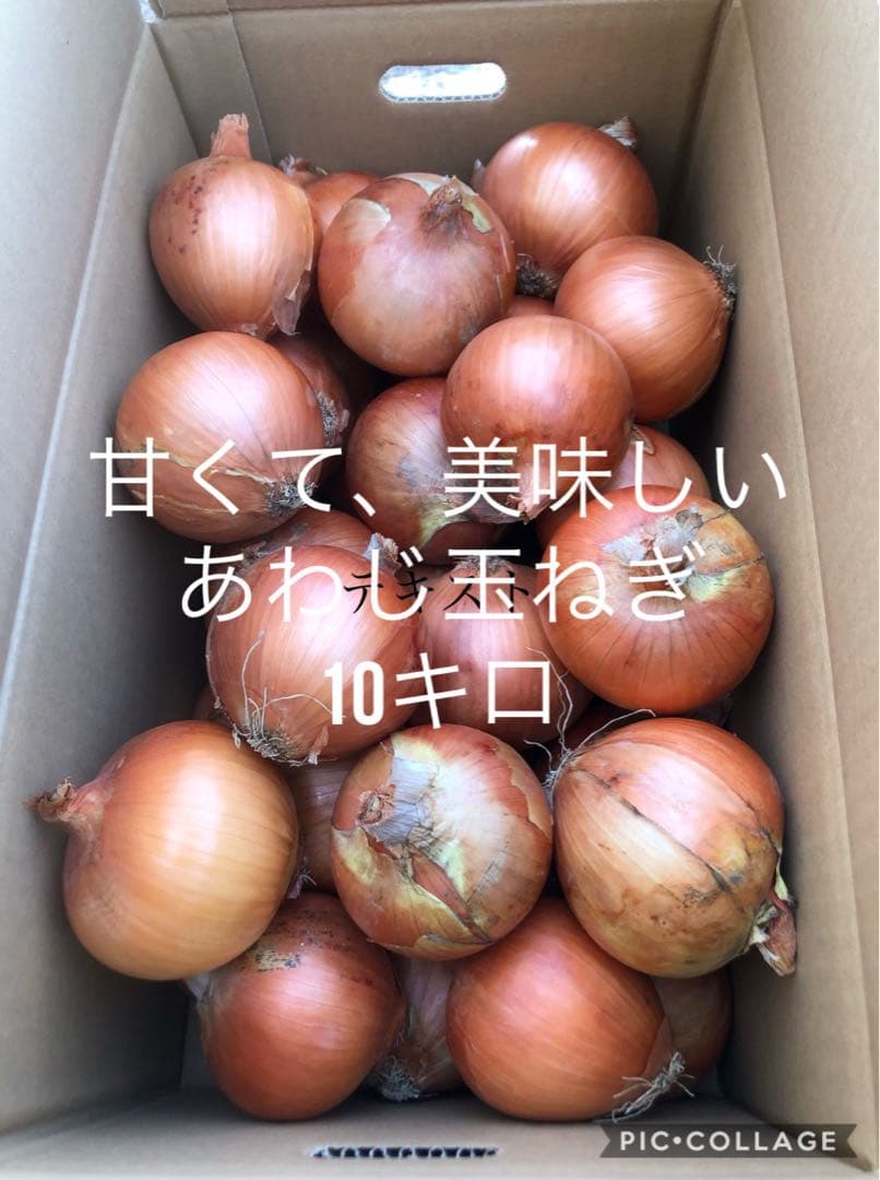 淡路島　玉ねぎ２０キロ