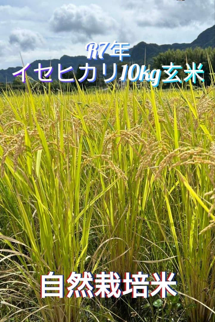 令和7年 自然栽培米 イセヒカリ 10kg 玄米