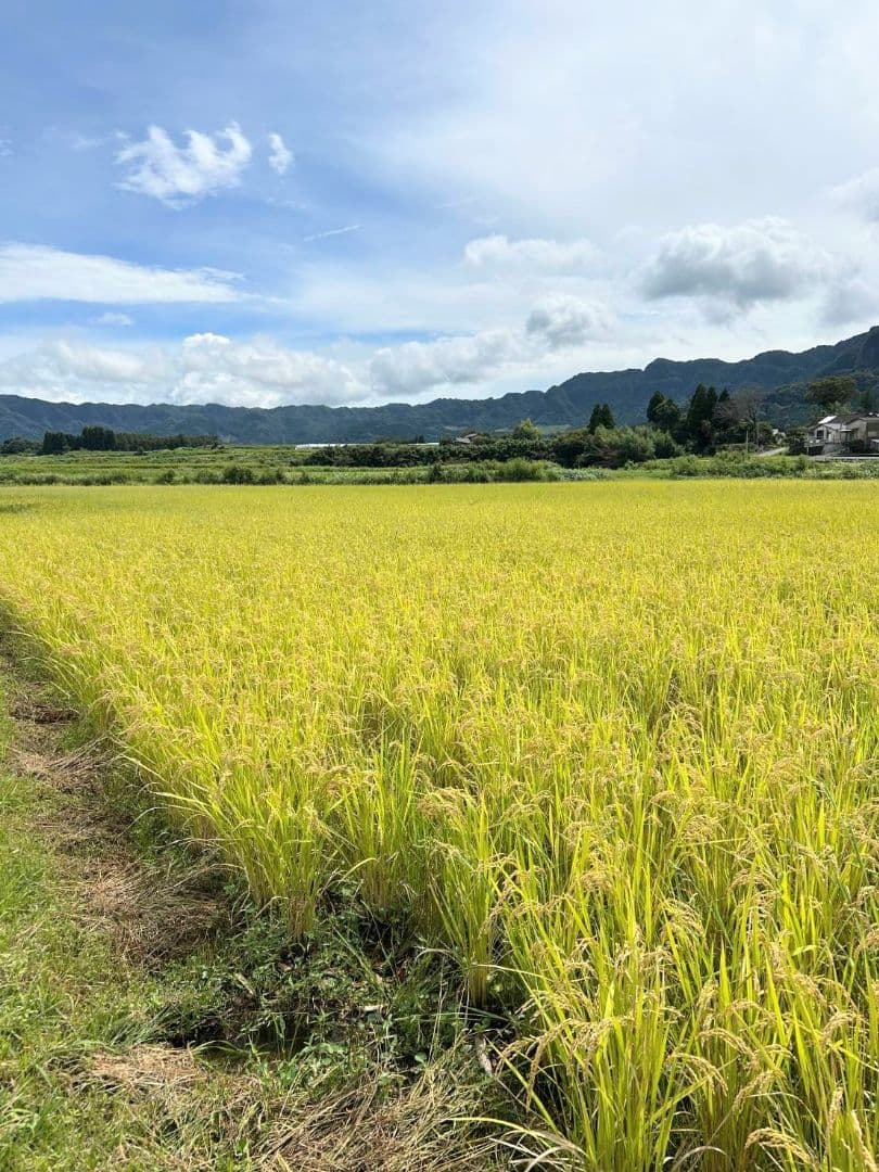 令和7年 自然栽培米 イセヒカリ 10kg 玄米