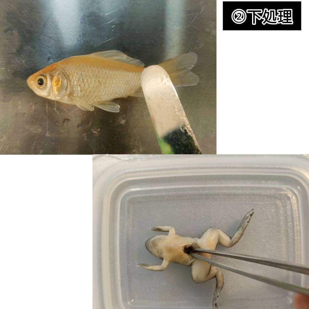 オリジナル商品【透明標本作製キット】(上級) 20点　自由研究 学習教材 改良版