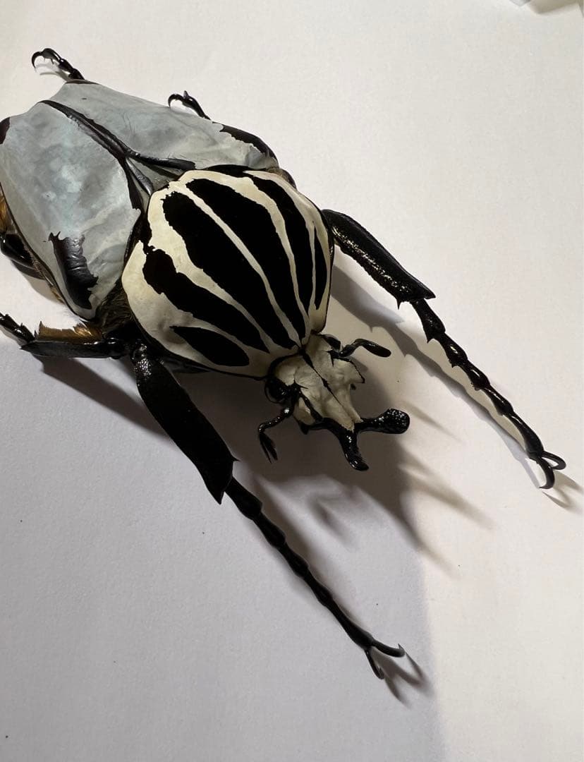 カメルーン産仮展脚ゴライアスオオツノハナムグリ約86mm 胸部修理エリトラグレー