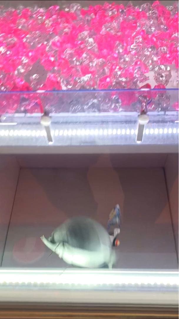 即購入可！ あんスタ ぬいぐるみ Crazy：B クレビー 椎名ニキ