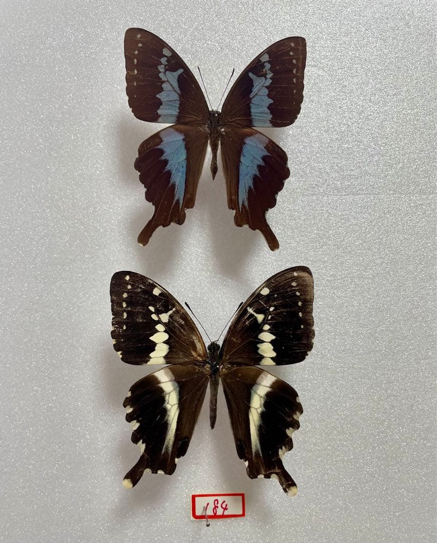 【1ペア】マンゴーラアゲハ（マダガスカル産）