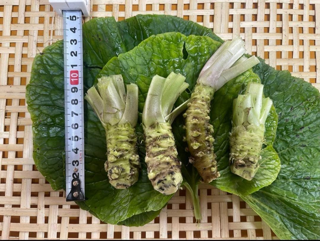 無農薬　安曇野産ミニわさび1kg