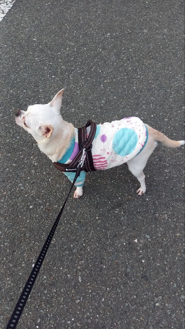 パステル系ドット柄の犬の服