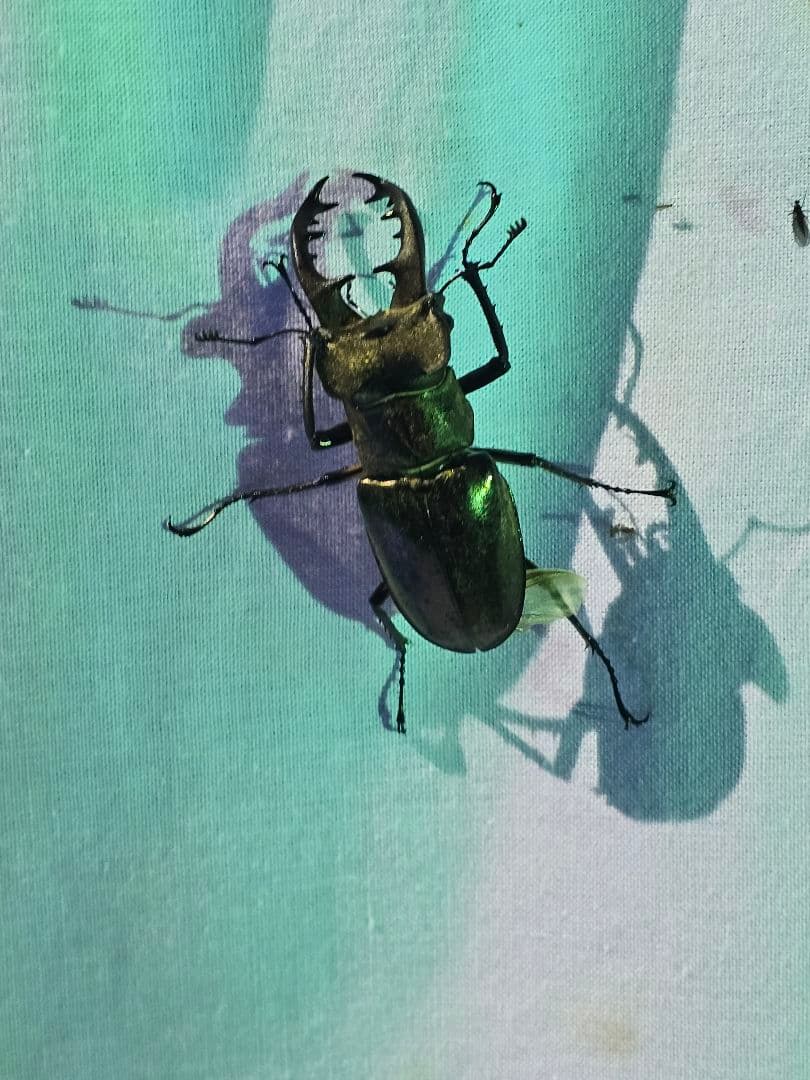 ライトトラップシステム200V 700W