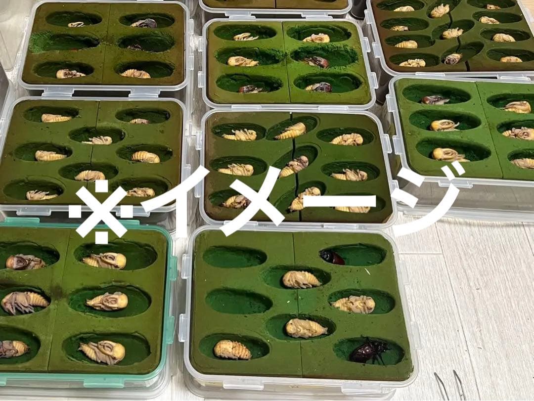 人工蛹室セット（多サイズ・ケース付き）