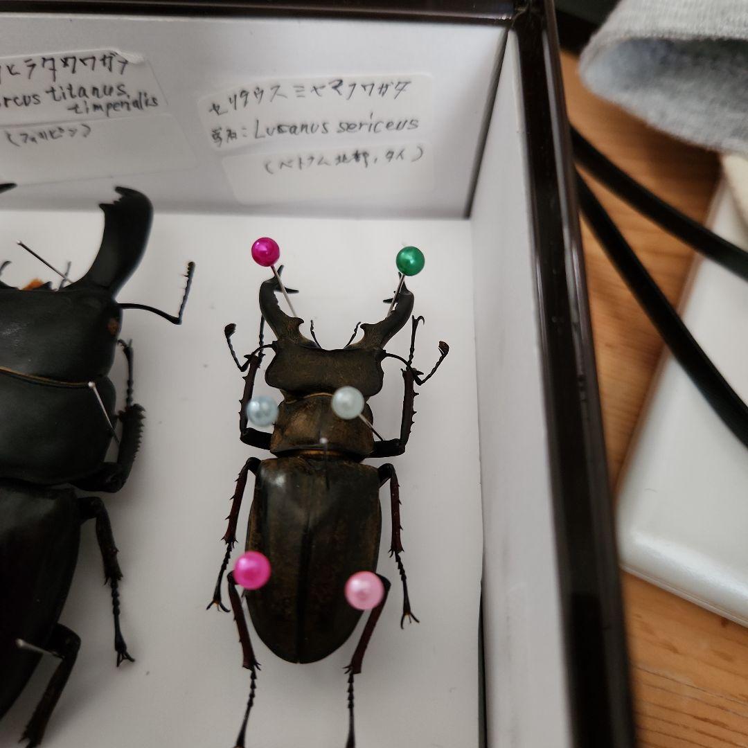 昆虫標本(クワガタ), 8種類