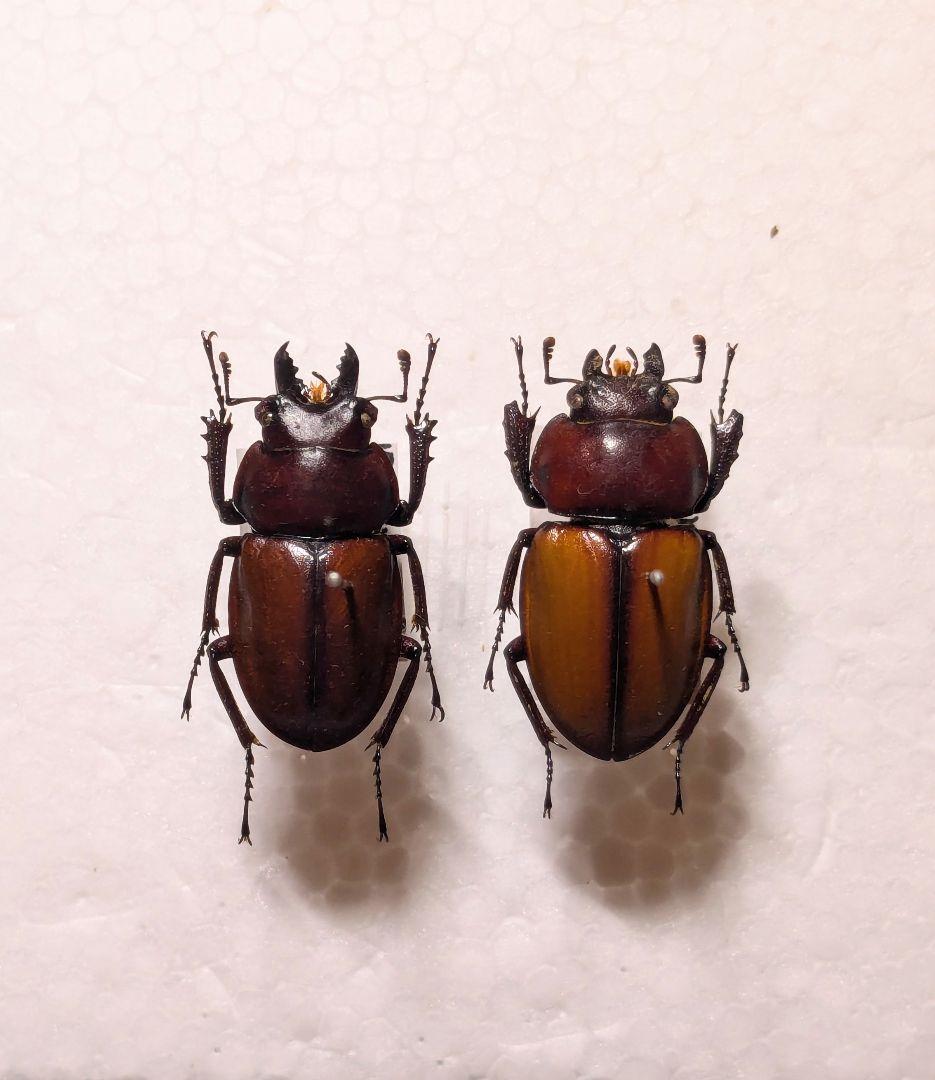 石垣　チャイロマルバネ　ペア