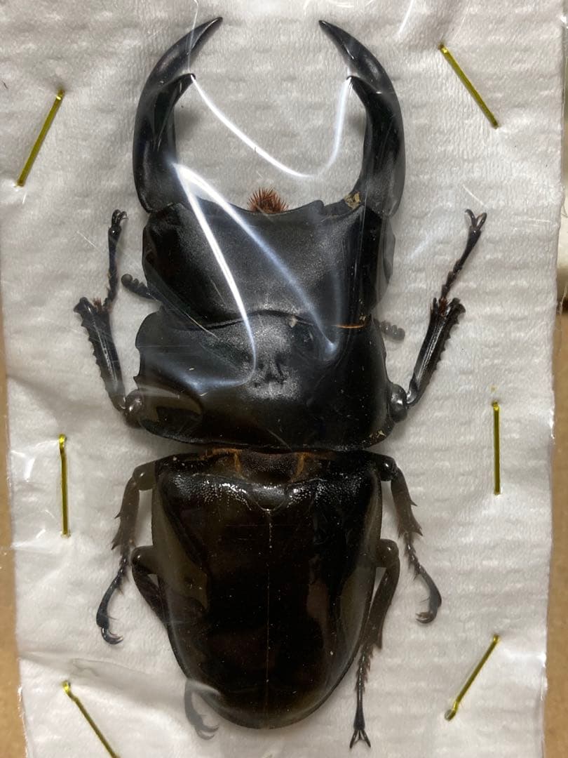 オオクワガタ標本
