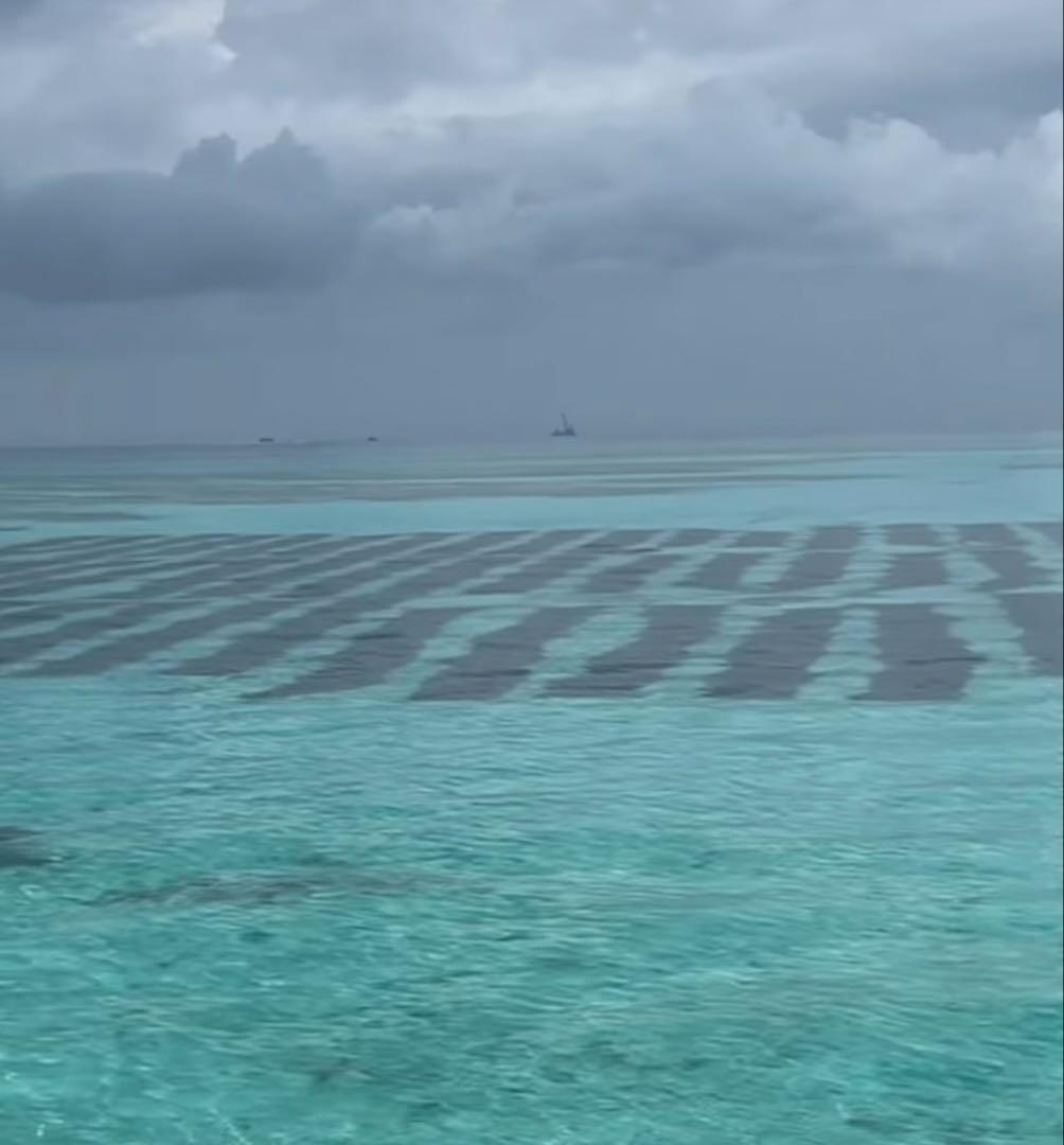 石垣島産塩漬けもずく　一斗缶　18kg