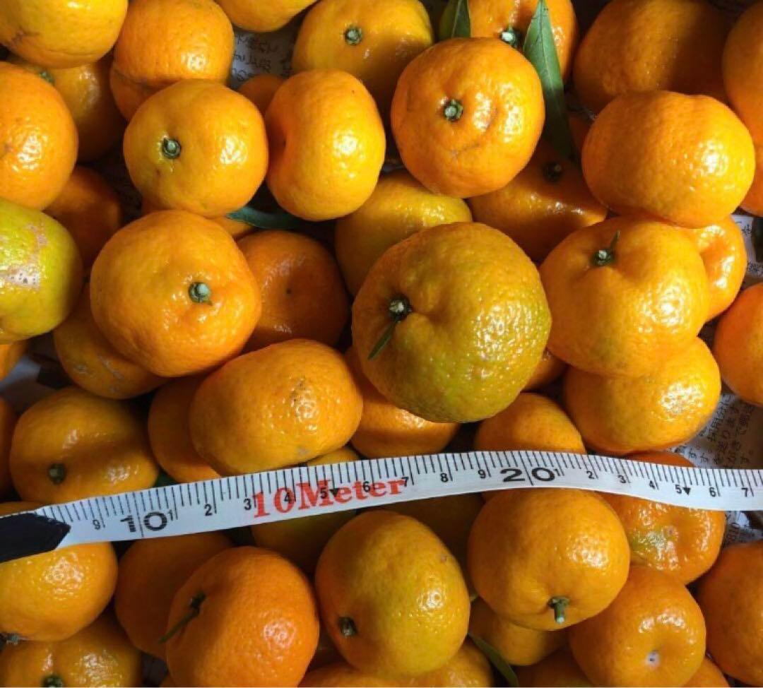 小みかん　レモン